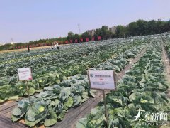 持续7天 免费！山东举办蔬菜优秀品种展